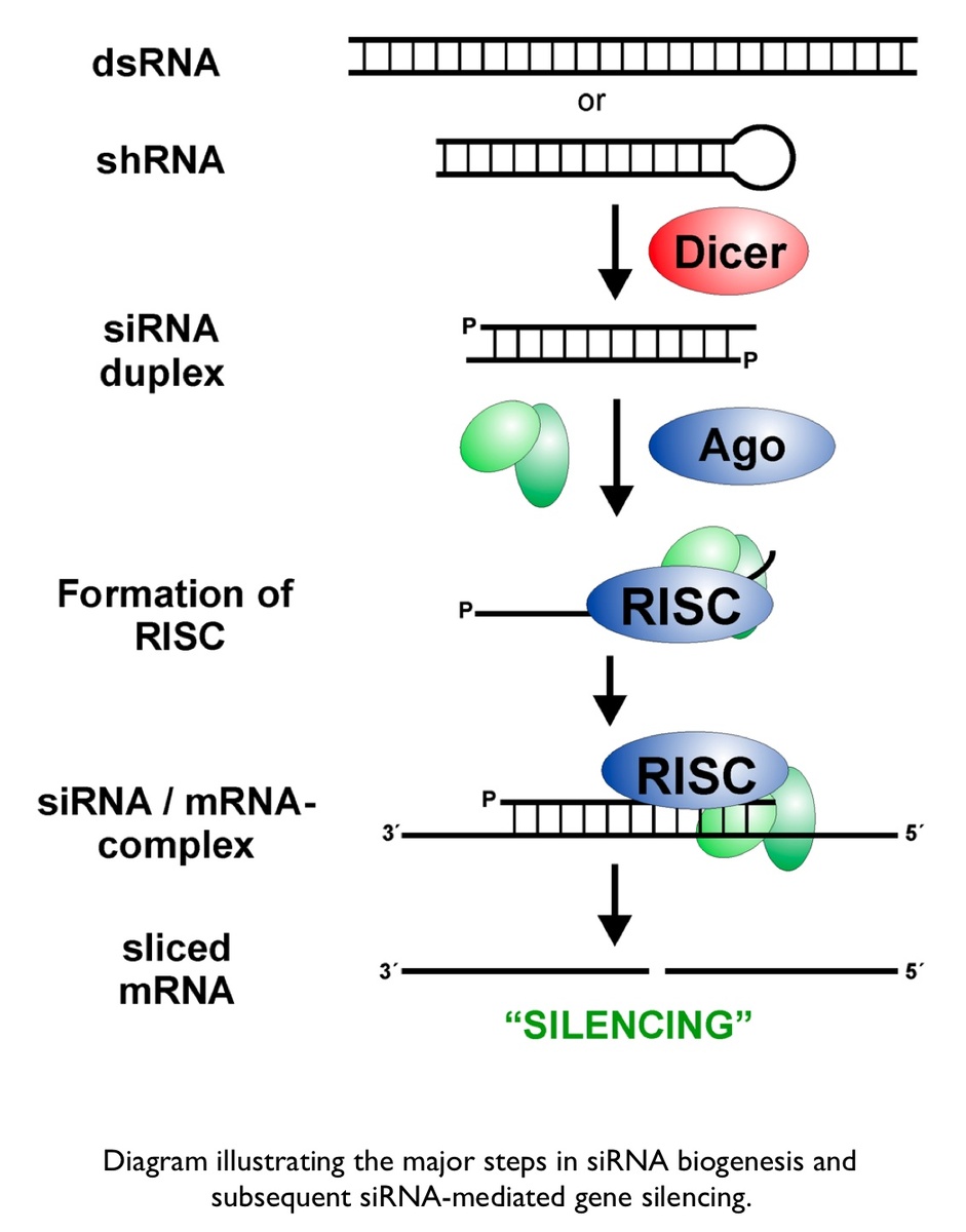 Efficient delivery of small interfering RNA for inhibition 