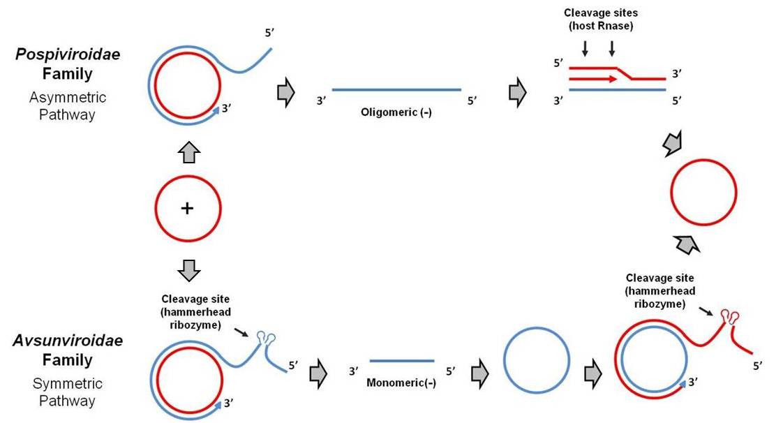 Viroid RNA | McManus Lab