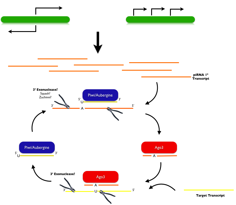 Piwi-Interacting RNA | McManus Lab