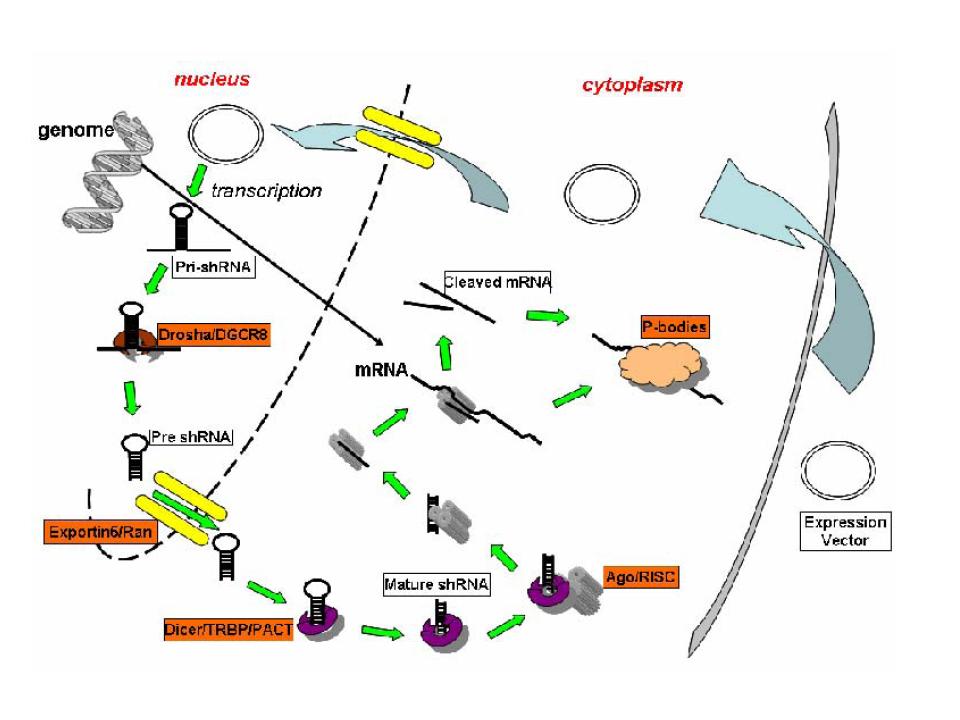 small hairpin rna