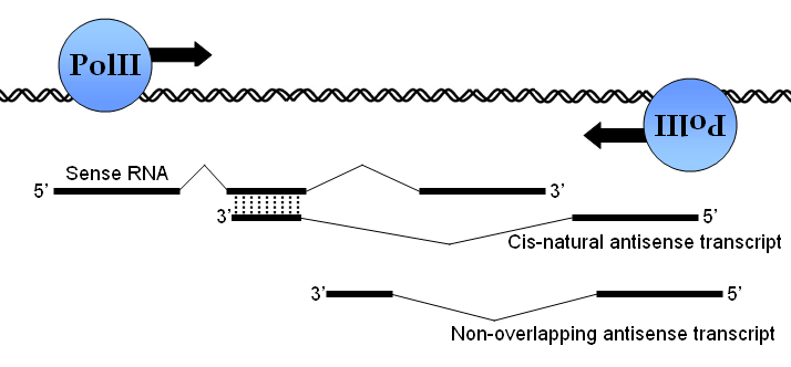 Cis Natural Antisense Transcript Mcmanus Lab