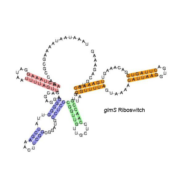 SAM–SAH riboswitch - Wikipedia