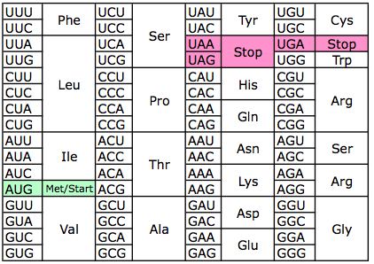 Mrna Amino Acid Sequence Chart