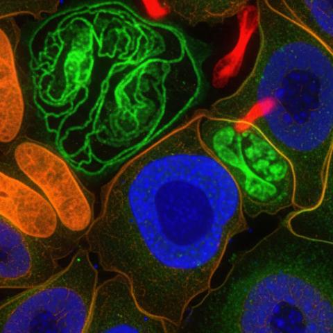 Pooled CRISPR imaging