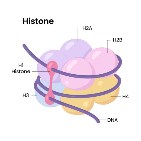 CRISPRi mouse model for programmable gene repression